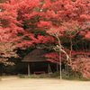 紅く染まって