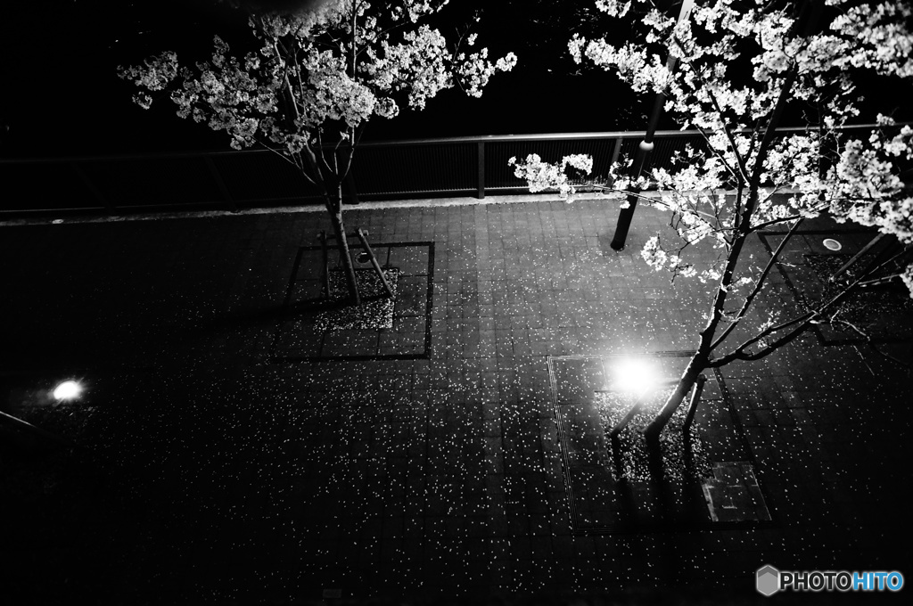 夜桜２