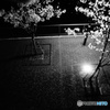 夜桜２
