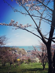 海と桜
