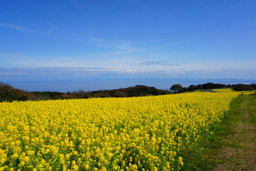 空と海と菜の花
