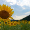 夏色