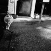 看板猫