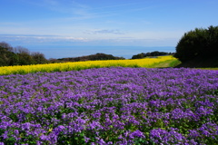 空と海と花