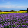 空と海と花