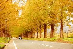 autumn road