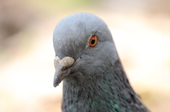 吾輩は鳩である