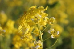 菜の花