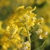 菜の花