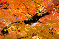 秋色の中に映える苔