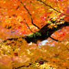 秋色の中に映える苔