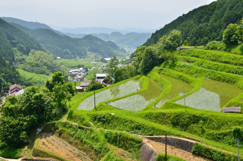 緑の階段