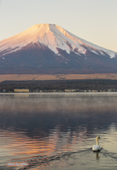 山中湖の白鳥