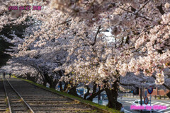 京都の桜(２００９年の１）