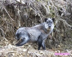 ニホンカモシカ