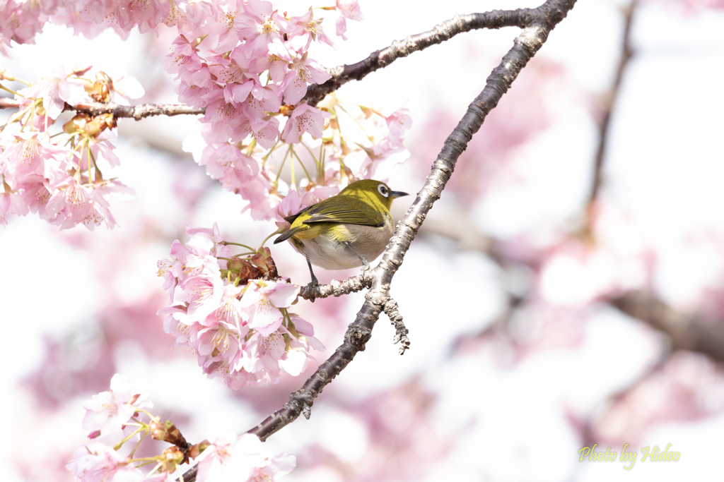 河津桜とメジロ2