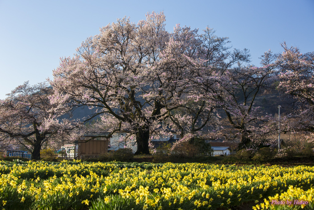 桜咲く実相寺3