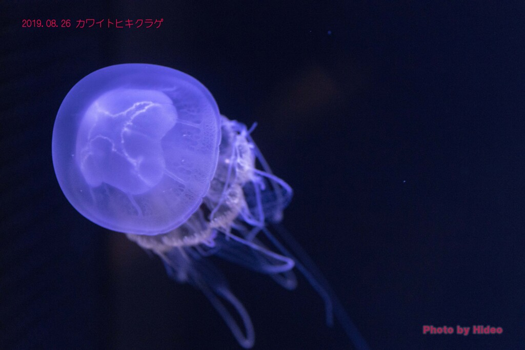 カワイトヒキクラゲ（加茂水族館）