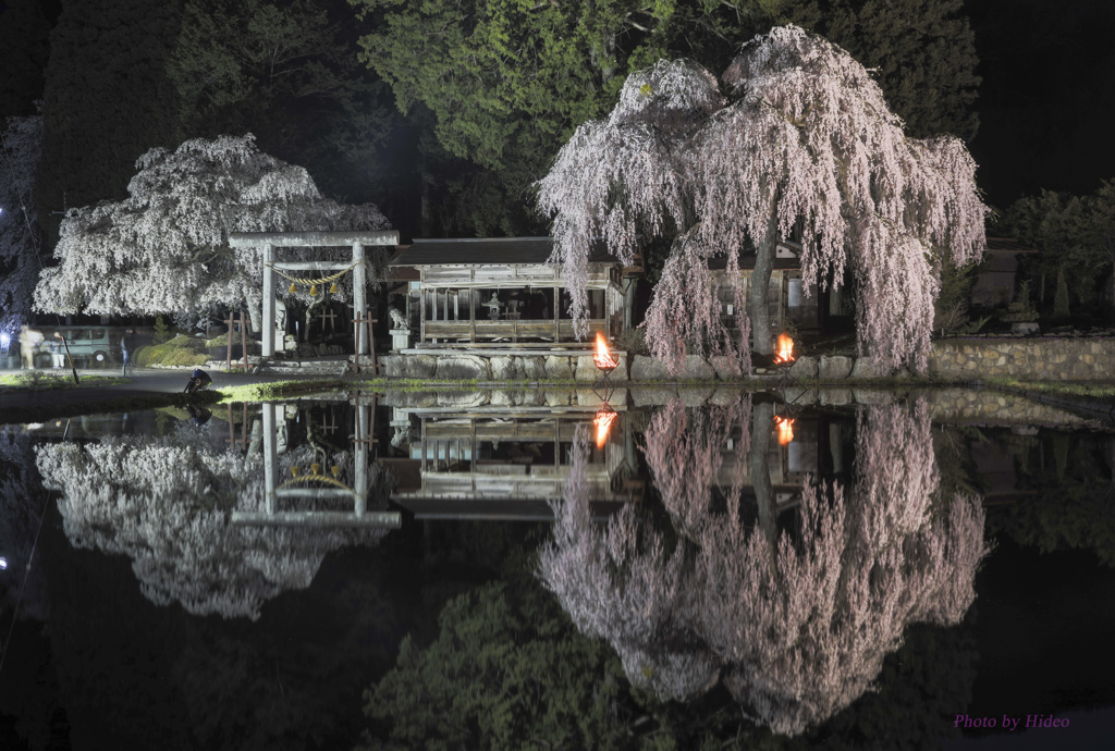 高山市朝日町枝垂れ桜（夜）