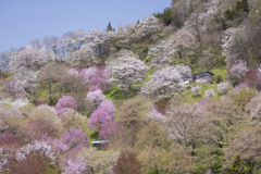 花の山