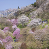 花の山