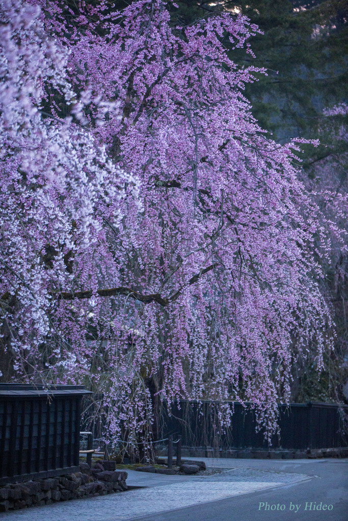 角館　枝垂れ桜1