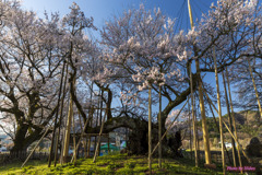 桜咲く実相寺2（神代桜）