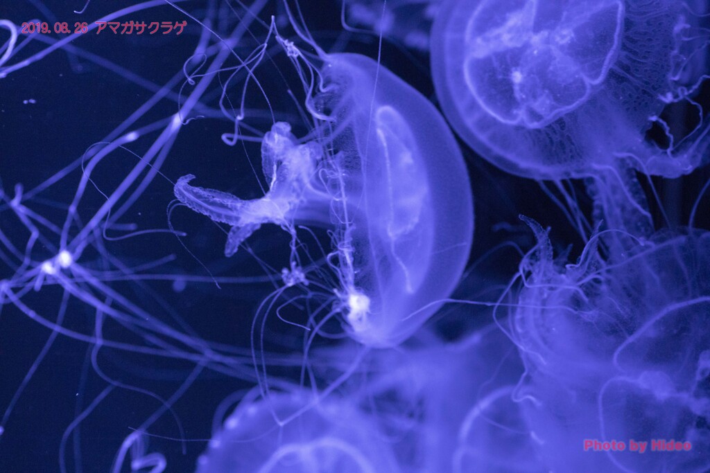 アマガサクラゲ