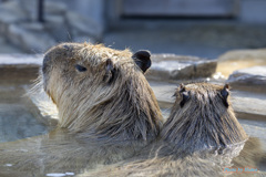 カピバラの入浴