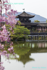 京都の桜（２０１１年の１）