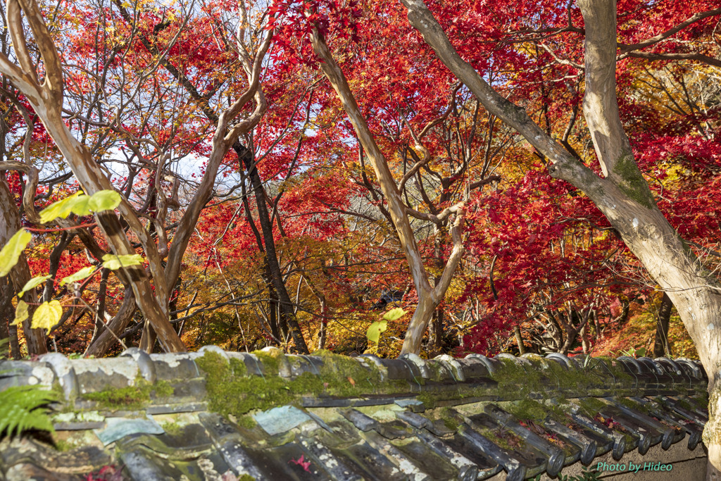 勝持寺2