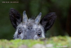 ニホンカモシカとかくれんぼ