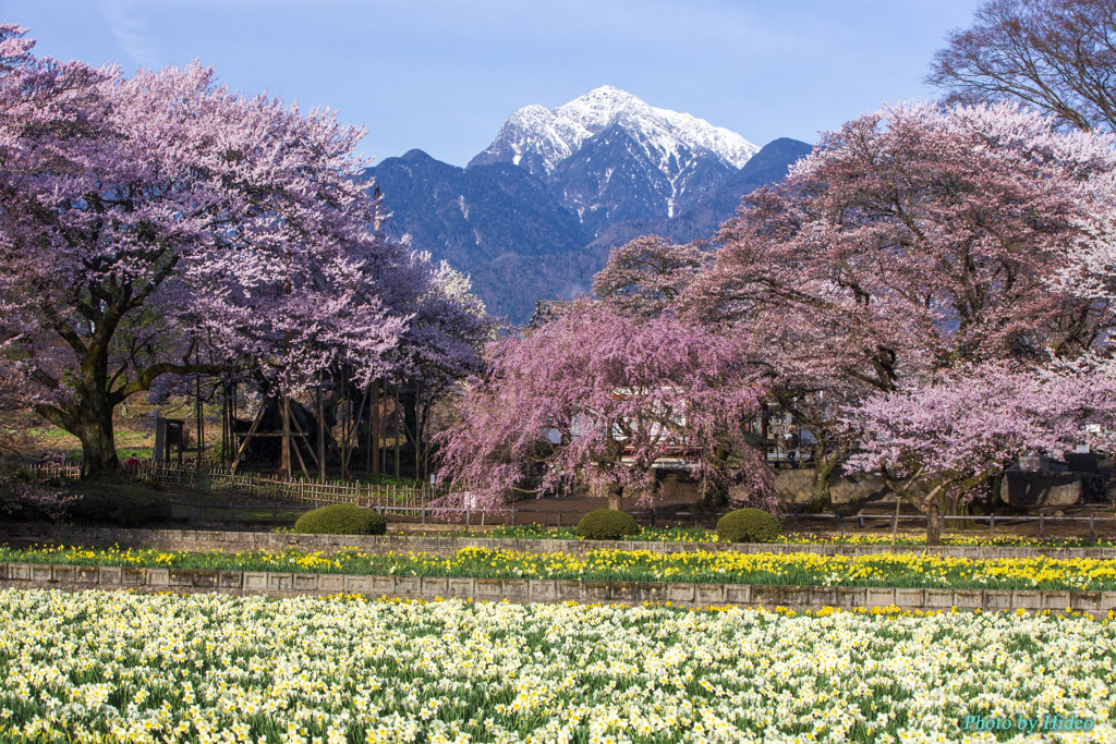 實相寺の桜と南アルプス