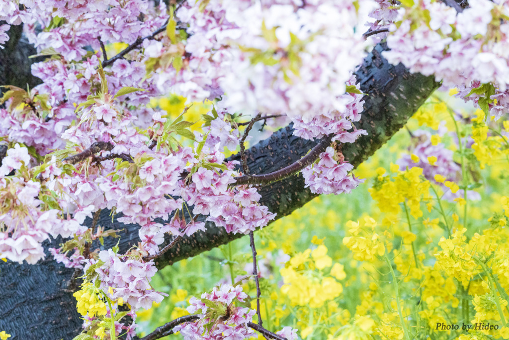 河津桜2