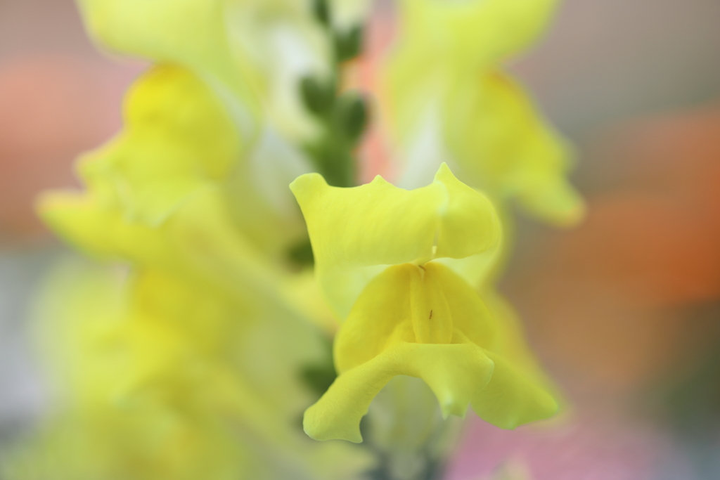 公園に咲く花