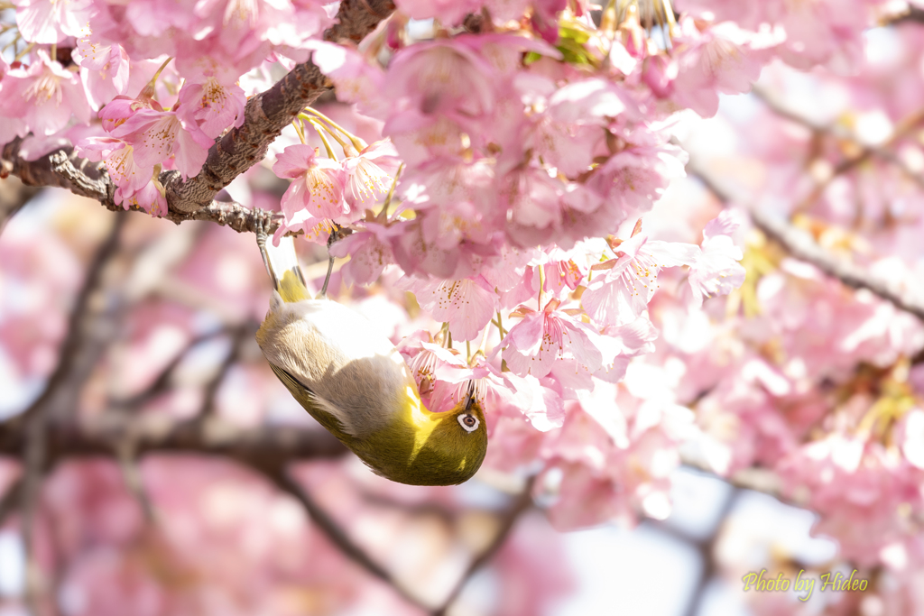 河津桜とメジロ1