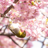河津桜とメジロ1