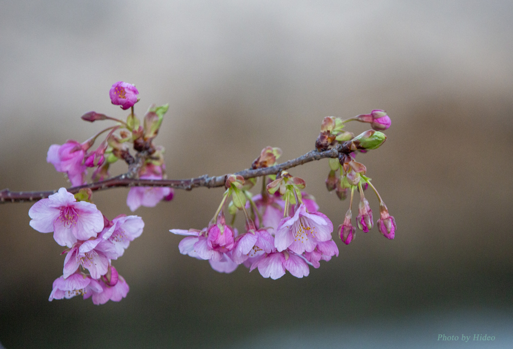 河津桜1