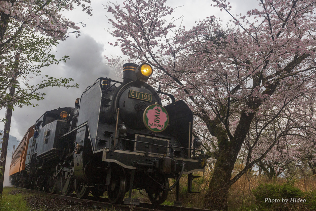 大井川鉄道SLと桜２