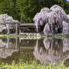 高山市朝日町枝垂れ桜（昼）