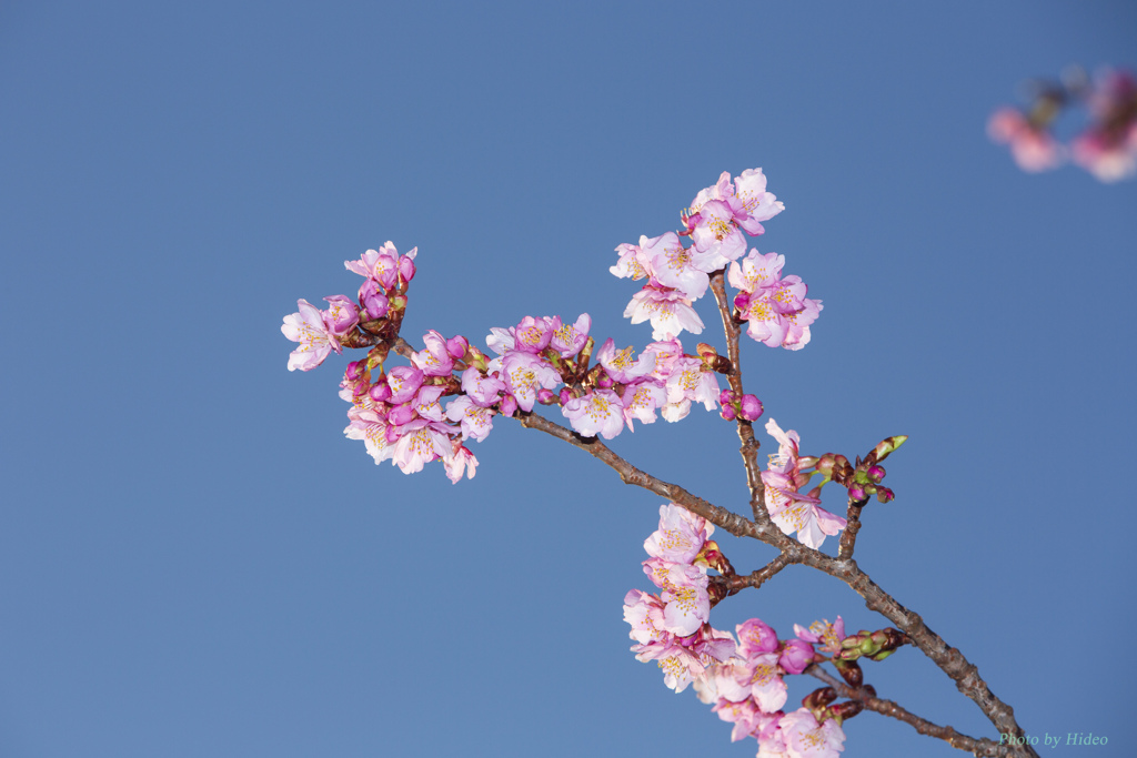 河津桜3