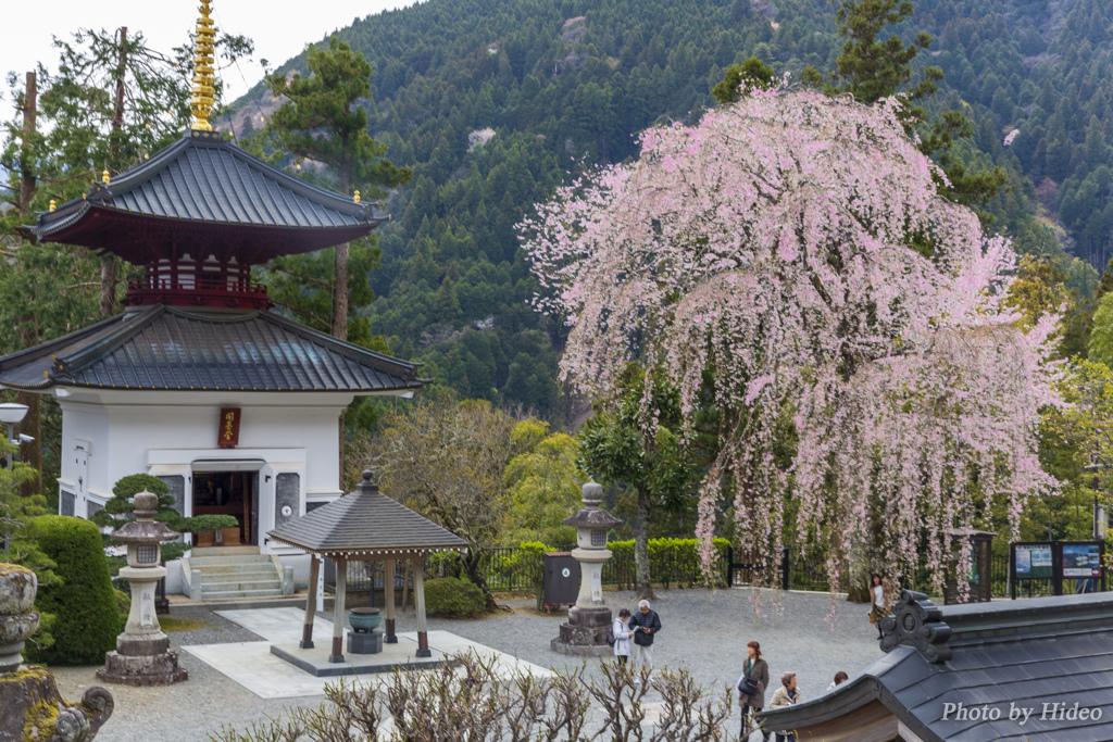 身延山久遠寺の枝垂れ