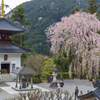 身延山久遠寺の枝垂れ