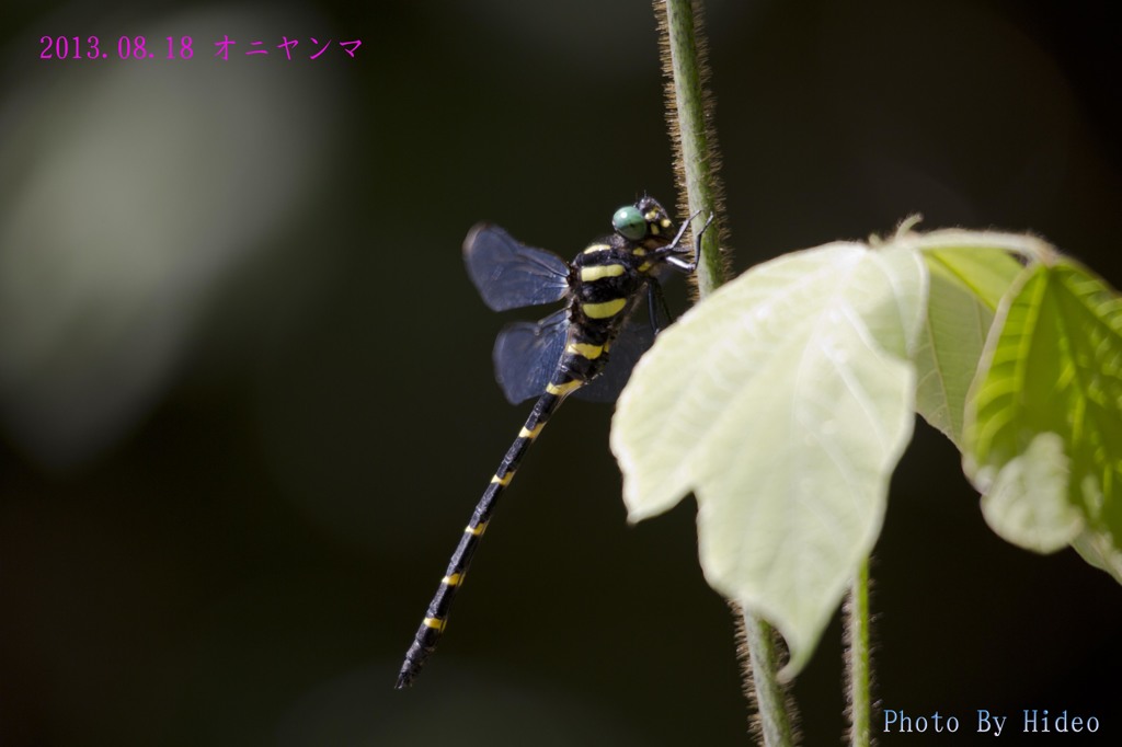 初めてのオニヤンマ