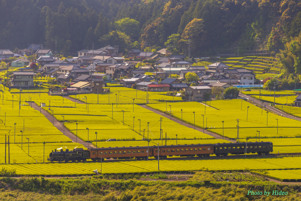 川根の茶畑を走るSL