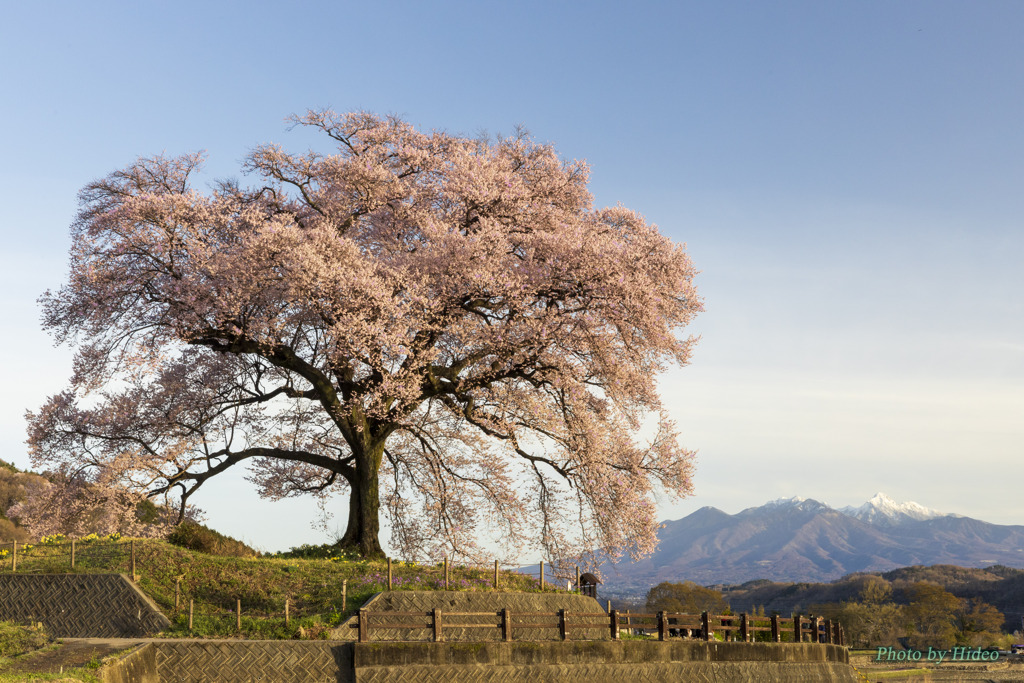 わに塚の桜