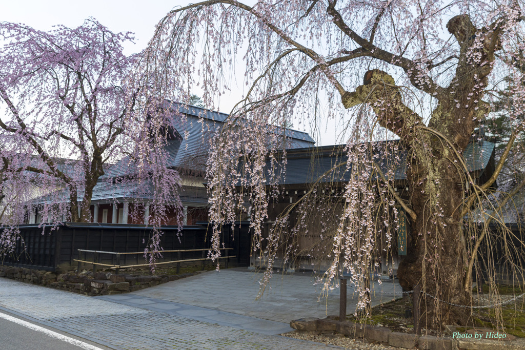 角館　枝垂れ桜2