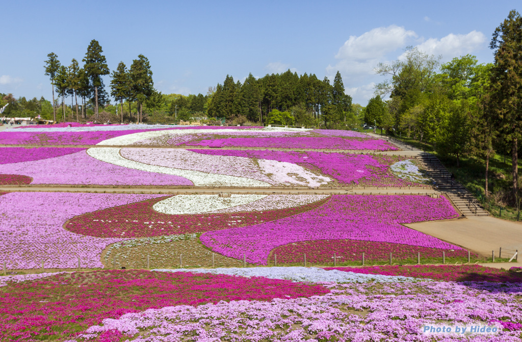 羊山公園の芝桜