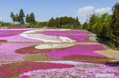 羊山公園の芝桜
