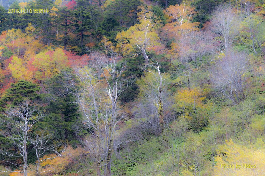 紅葉の安房峠にて